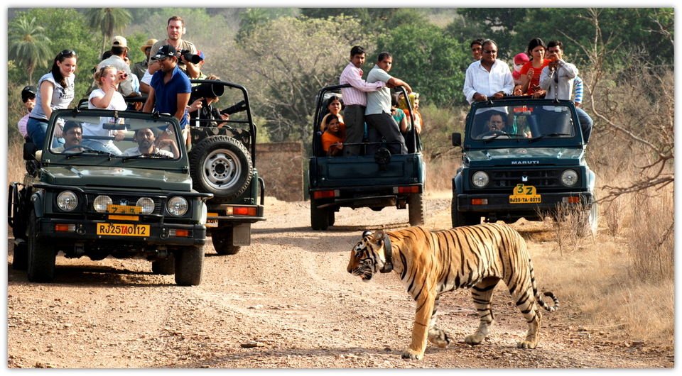 shared-jeep-sariska